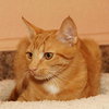 Charley the Sweetie Kitten