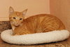Charley the Sweetie Kitten