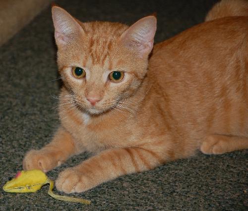 Charley the Sweetie Kitten