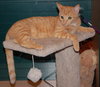 Charley the Sweetie Kitten