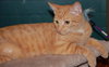 Charley the Sweetie Kitten