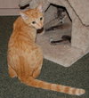 Charley the Sweetie Kitten
