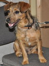 Rompy the Cairn Terrier