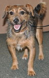Rompy the Cairn Terrier