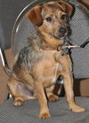 Rompy the Cairn Terrier
