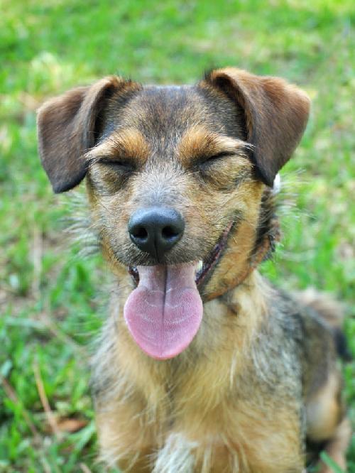 Rompy the Cairn Terrier