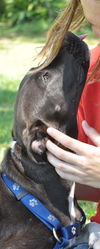 Goober the Lab