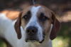 Vir (Apollo) the Hound