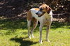 Vir (Apollo) the Hound