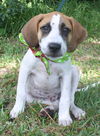 Vir (Apollo) the Hound