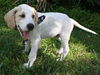 Jikar the Bloodhound Puppy