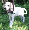 Jikar the Bloodhound Puppy