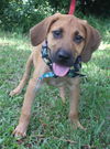 Londo the Bloodhound Puppy