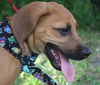 Londo the Bloodhound Puppy