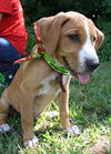 Lennier the Bloodhound Puppy