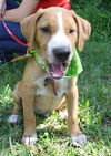 Lennier the Bloodhound Puppy