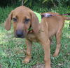 Sheridan the Bloodhound Puppy