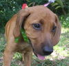 Sheridan the Bloodhound Puppy