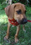 Sinclair the Bloodhound Puppy