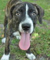 Brenda the Brindle Aussie Puppy