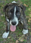 Brenda the Brindle Aussie Puppy