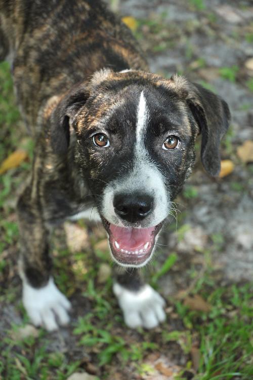 Brindle australian cheap shepherd puppy