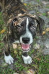 Brenda the Brindle Aussie Puppy
