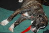 Brenda the Brindle Aussie Puppy