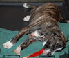 Brenda the Brindle Aussie Puppy