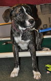 Brenda the Brindle Aussie Puppy