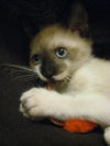 Mia the Siamese Kitten