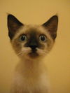 Mia the Siamese Kitten