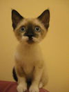 Mia the Siamese Kitten