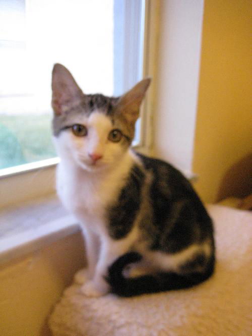 Elijah the Momma's Boy Kitten