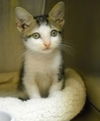 Elijah the Momma's Boy Kitten