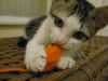 Elijah the Momma's Boy Kitten