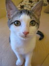 Elijah the Momma's Boy Kitten