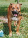 Sandi