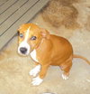 Tide the American bulldog Puppy