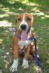 Tide the American bulldog Puppy
