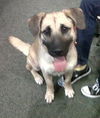 Sara Beth the Shepherd