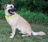 Sara Beth the Shepherd