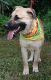 Sara Beth the Shepherd