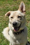 Atlas the Shepherd/ Husky Mix