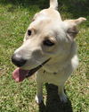 Atlas the Shepherd/ Husky Mix