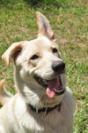 Atlas the Shepherd/ Husky Mix