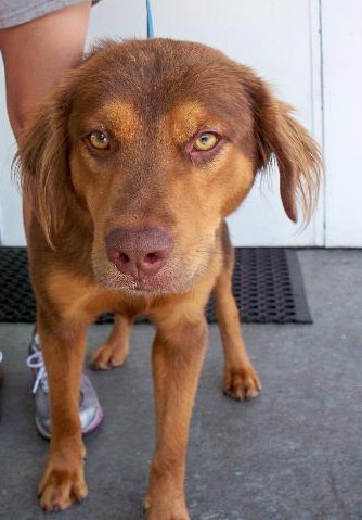 Humphrey the Aussie/Shepard Mix