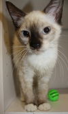 Whitney the Kitten