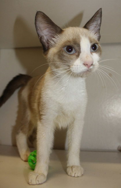 Fergie the Kitten