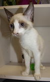 Fergie the Kitten